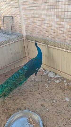 For sale, a male blue peacock in excellent condition 