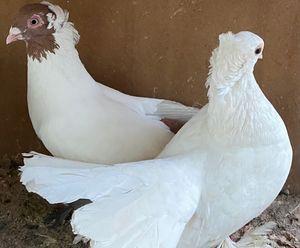 For sale pigeons pairs